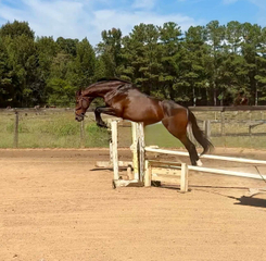 Dandy jump 2.jpg