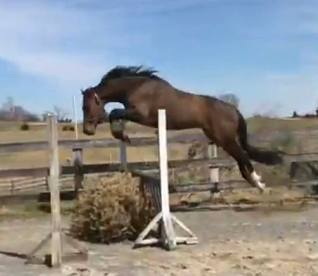 Qui Dandy Windsor jump.JPEG