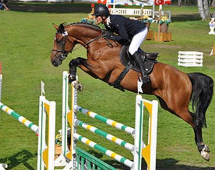 Diamant de Semilly x Muguet du Manoir Recommended: Jumper & Eventer 1,950 / LFG contract Andiamo Semilly