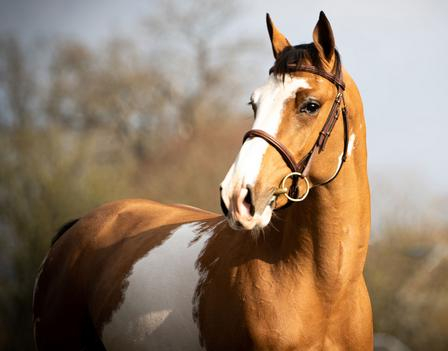 Kilimandjaro Semilly.jpg