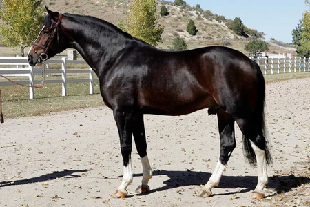 Con Capilot confo.jpg