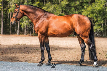 Oracle confo best.jpg