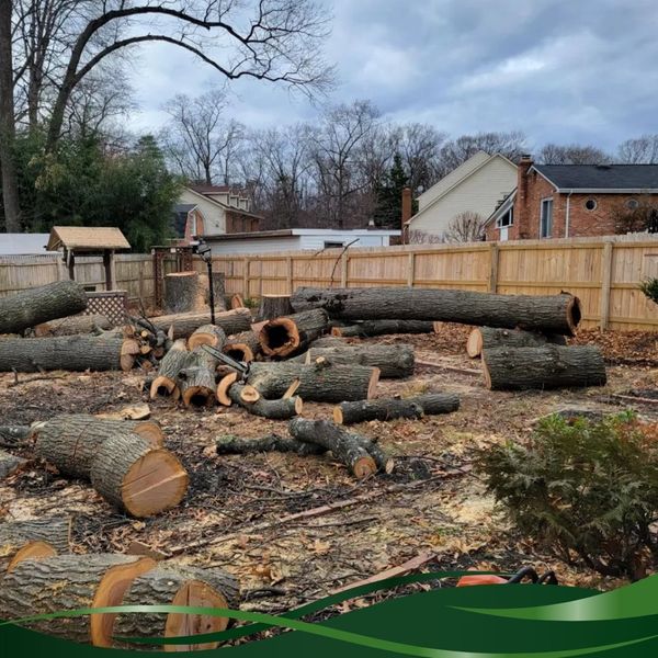 cut up tree in residential back yard 