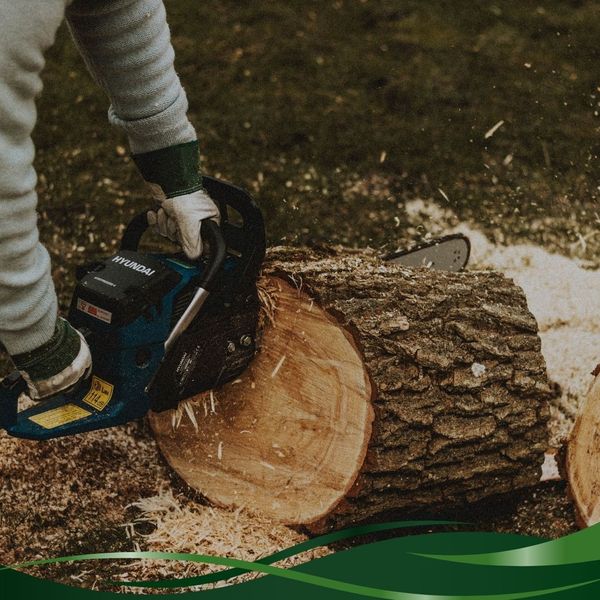 using a chainsaw to cut a log using a chainsaw to cut a log