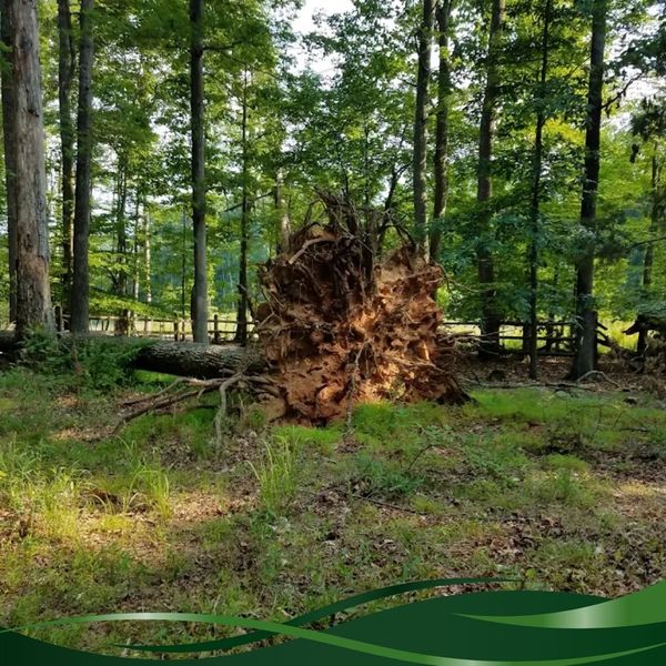 fallen tree 