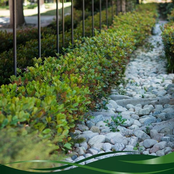 commercial landscaping rocks and shrubs commercial landscaping rocks and shrubs