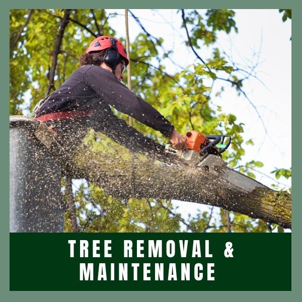 Tree removal & Maintenance