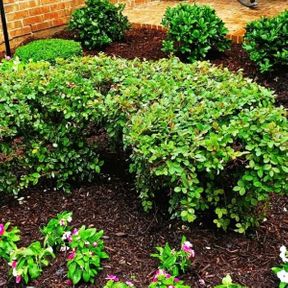 Green bush and pink flowers