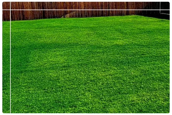 Green Lawn