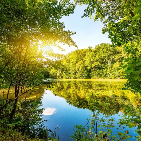 rural pond