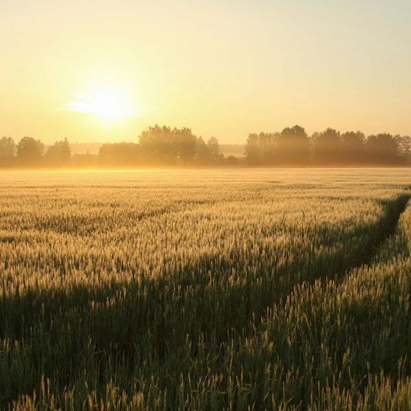 sun rising over a field