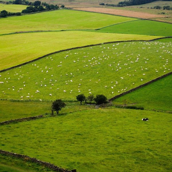 Rolling hills with animals 