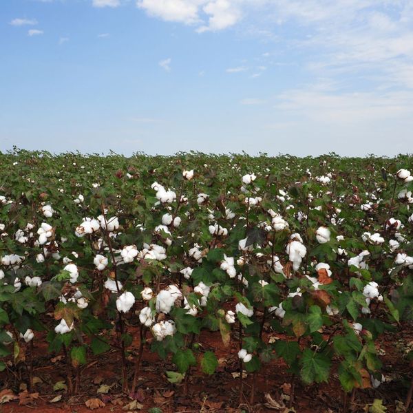 Cotton growing on farmland in Alabama