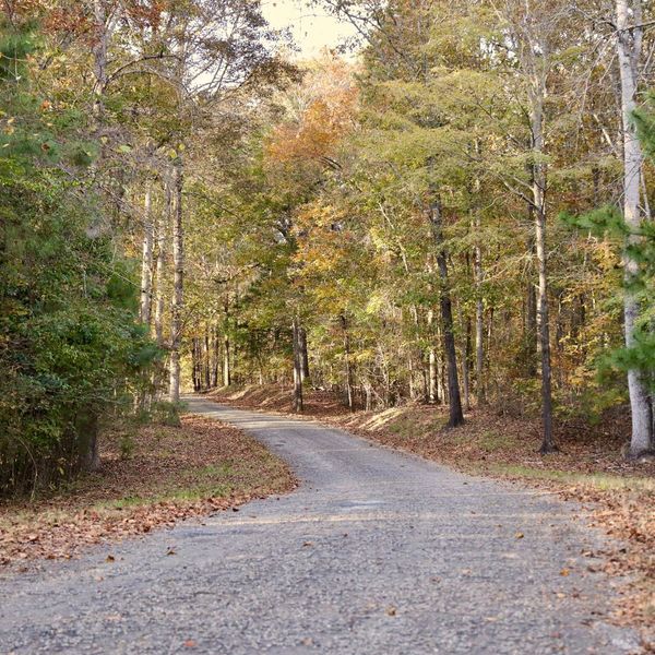 a gravel road down a wooded area