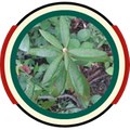 Labrador tea plant