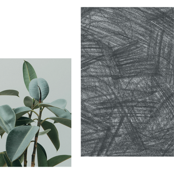 collage of black scribbles and green plant