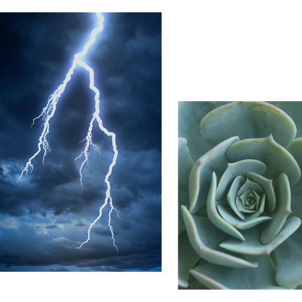collage of lightning bolt and green succulent 