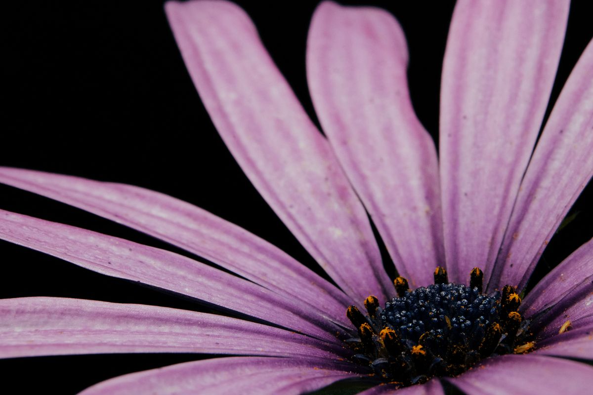 purple flower.jpg