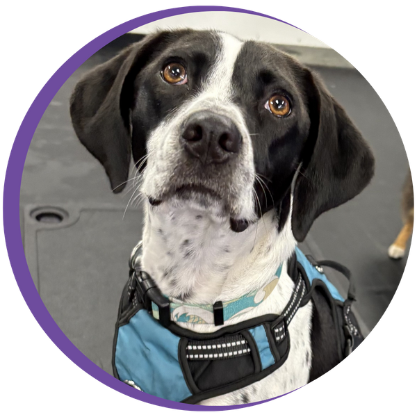 Black and white dog at PlaynPup