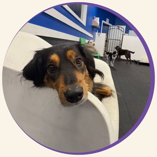 dog lounging in daycare chair HOME PAGE.jpg