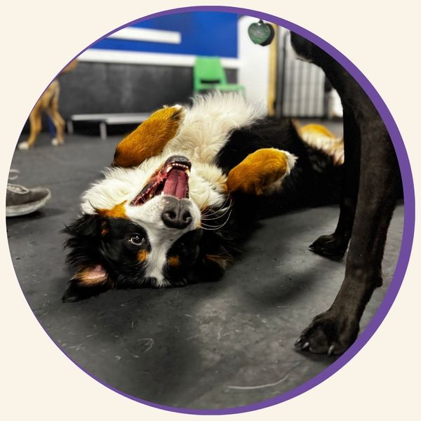 dog laying on the floor DOG DAYCARE 2.jpg