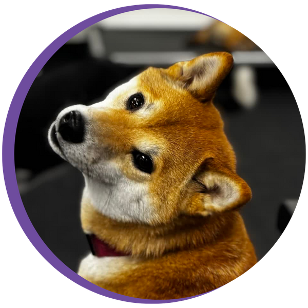 Shiba Inu at PlaynPup