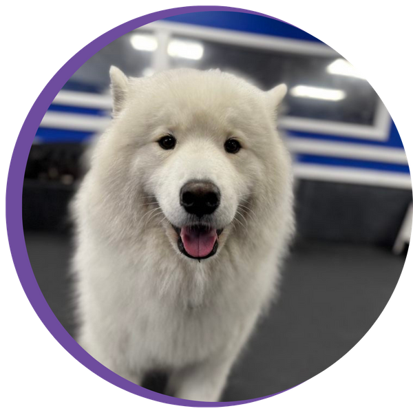 DOG DAYCARE 3.png