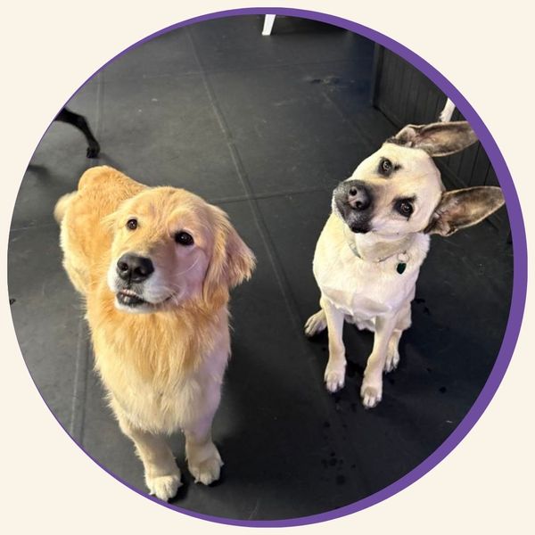 golden retriever and another dog looking up at person DOG DAYCARE.jpg
