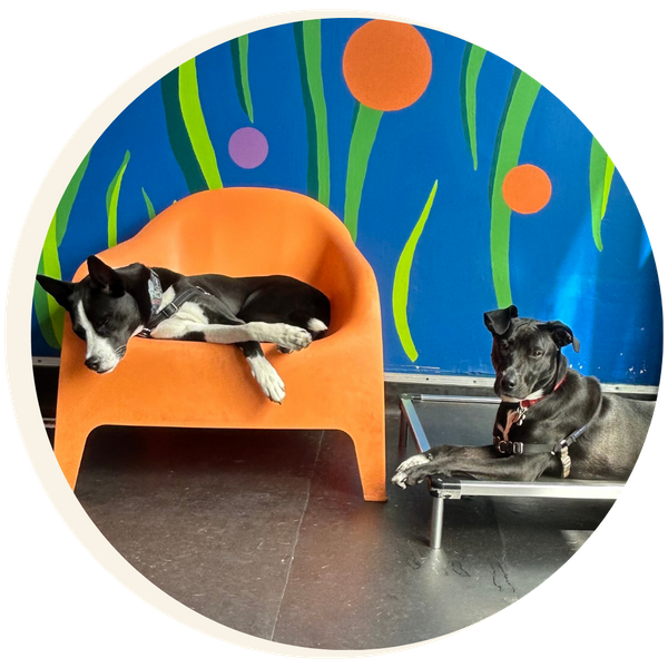 Dogs resting at PlaynPup