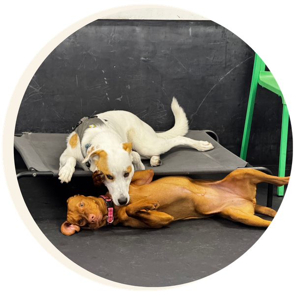 Two dogs playing at PlaynPup
