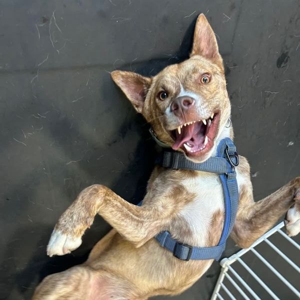 DogSocialization (2).jpg