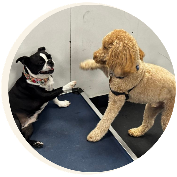 Two dogs playing at PlaynPup