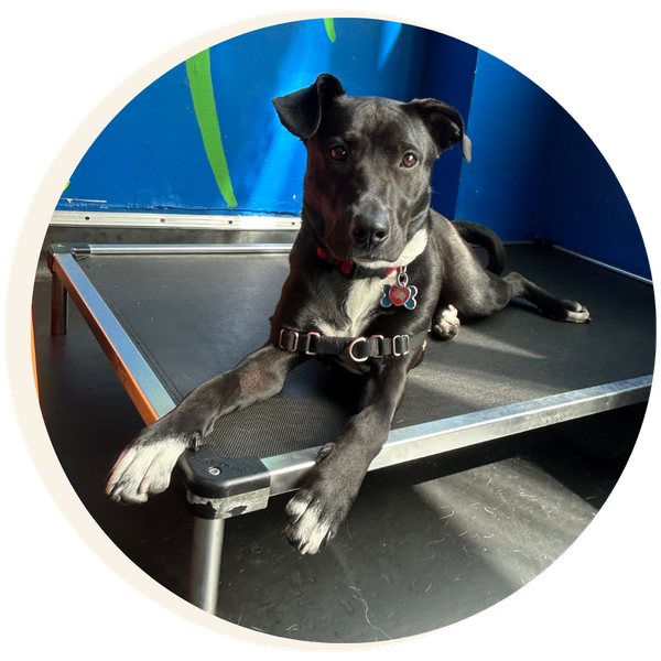 Black dog at PlaynPup