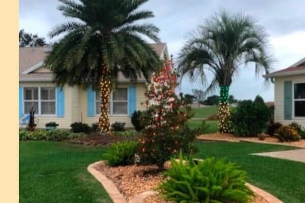Lights on palm trees Lights on palm trees