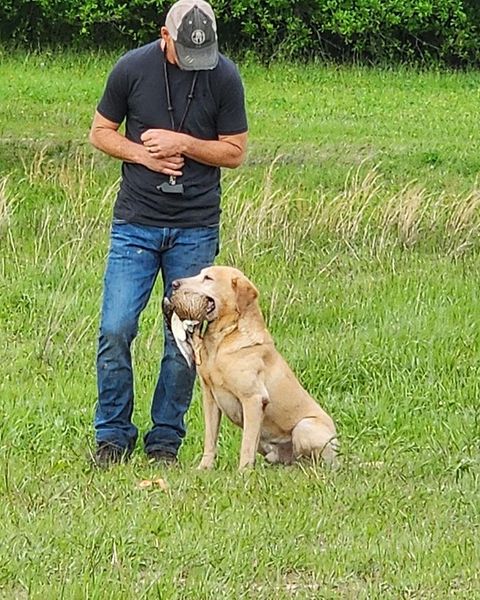 Training your working retriever for your hunting needs. Basic gun dog, handling and casting, obedience training for your hunting retriever. Cross Creek Kennel provides the best gun dog training for your working retriever. Whether you want your dog to work 