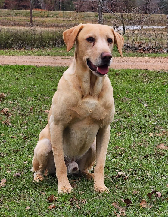 Hunting Dog Trainer