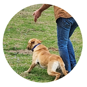 dog trainer texas,  gun dog training near houston,  labrador retrieer training,  retriever training for hunting dog,  retriever training for lab,