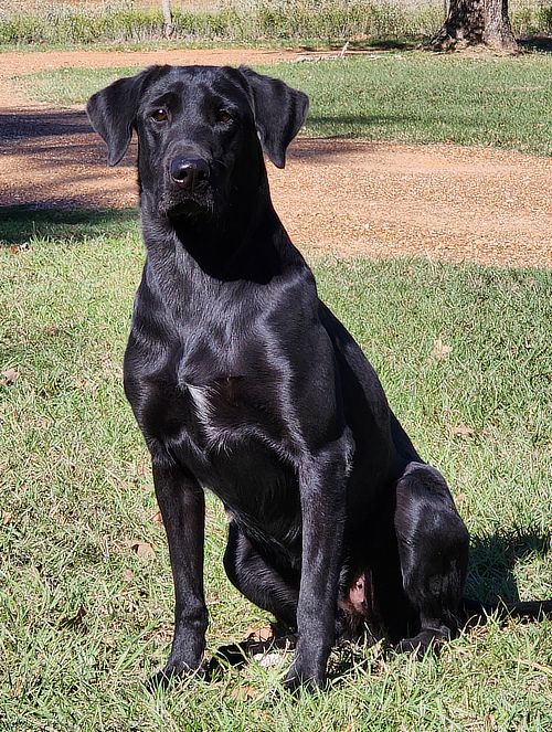 Labrador fashion retriever trainers near me