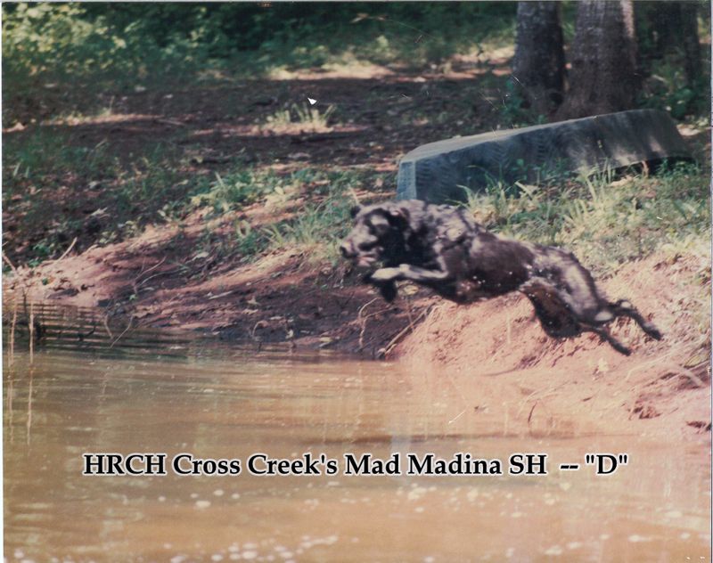 HRCH Cross Creeks Mad Madina SH.jpg