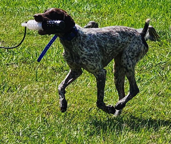 GSP retriever traiing