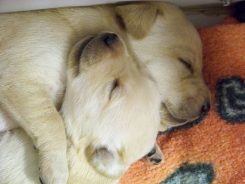 adorablepuppies.jpg