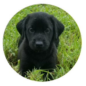    labrador retriever puppies,  black labrador retriever puppies for sale,  puppies for sale,