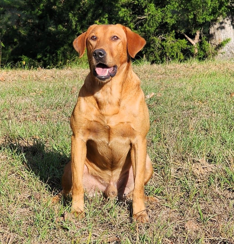 yellow labrador retreiver puppies