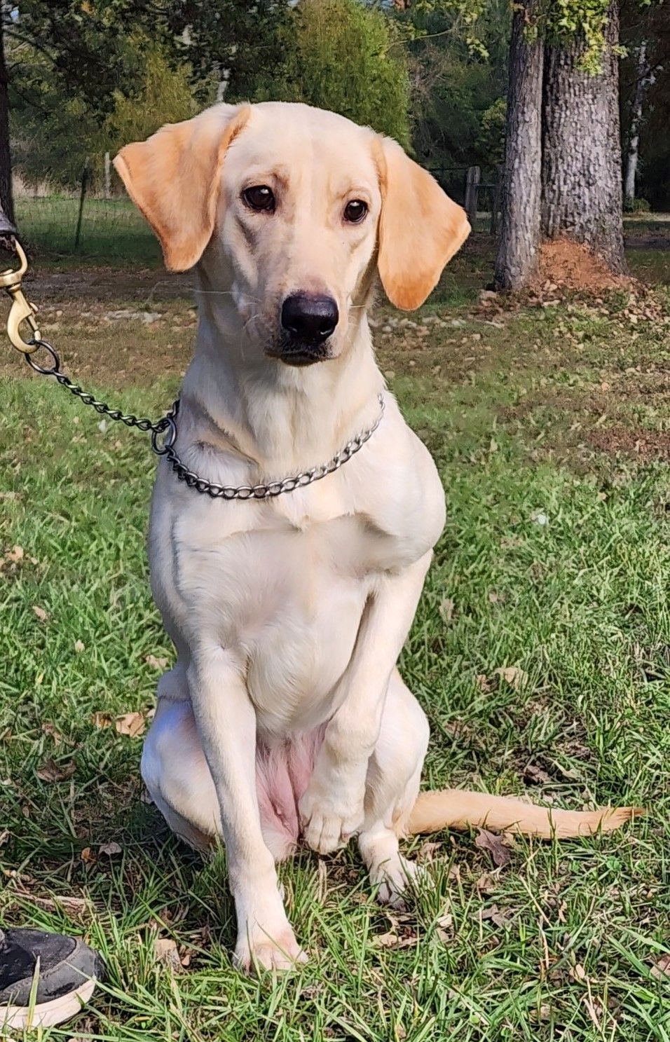 Yellow Labrador Retriever For sale