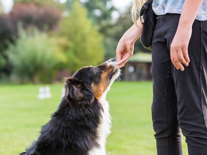 trainer giving a dog a treat