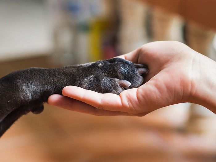 dogs paw in trainer's hand