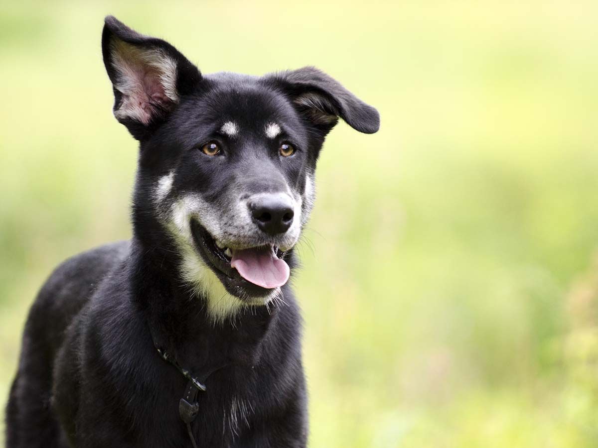 Well behaved dog in field