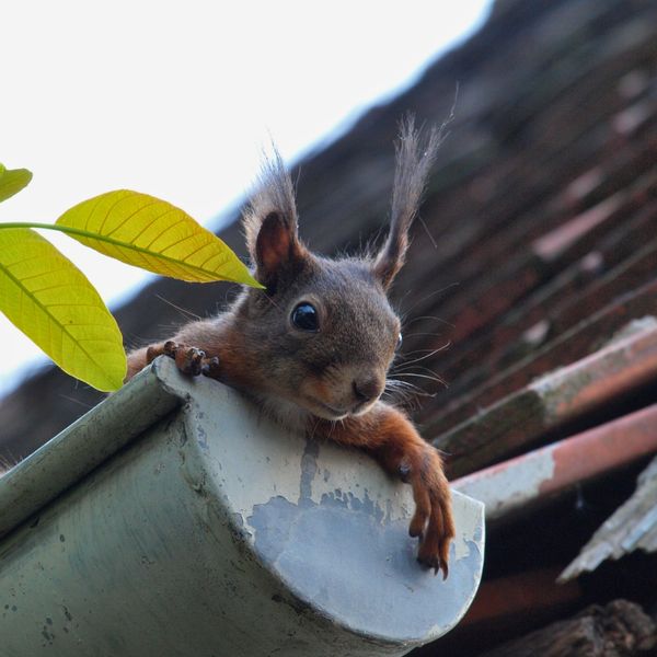 Protect Your Home How Faulty Gutters Can Ruin Your Foundation-4.jpg