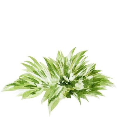 Watercolor illustration of a green ornamental grass with small purple flowers, used for website decorative elements.
