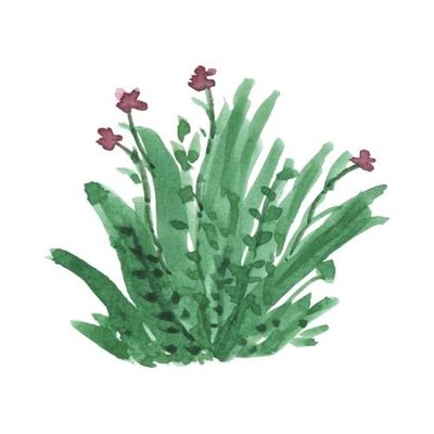 Watercolor illustration of a variegated green hosta plant, used for landscape design accents.